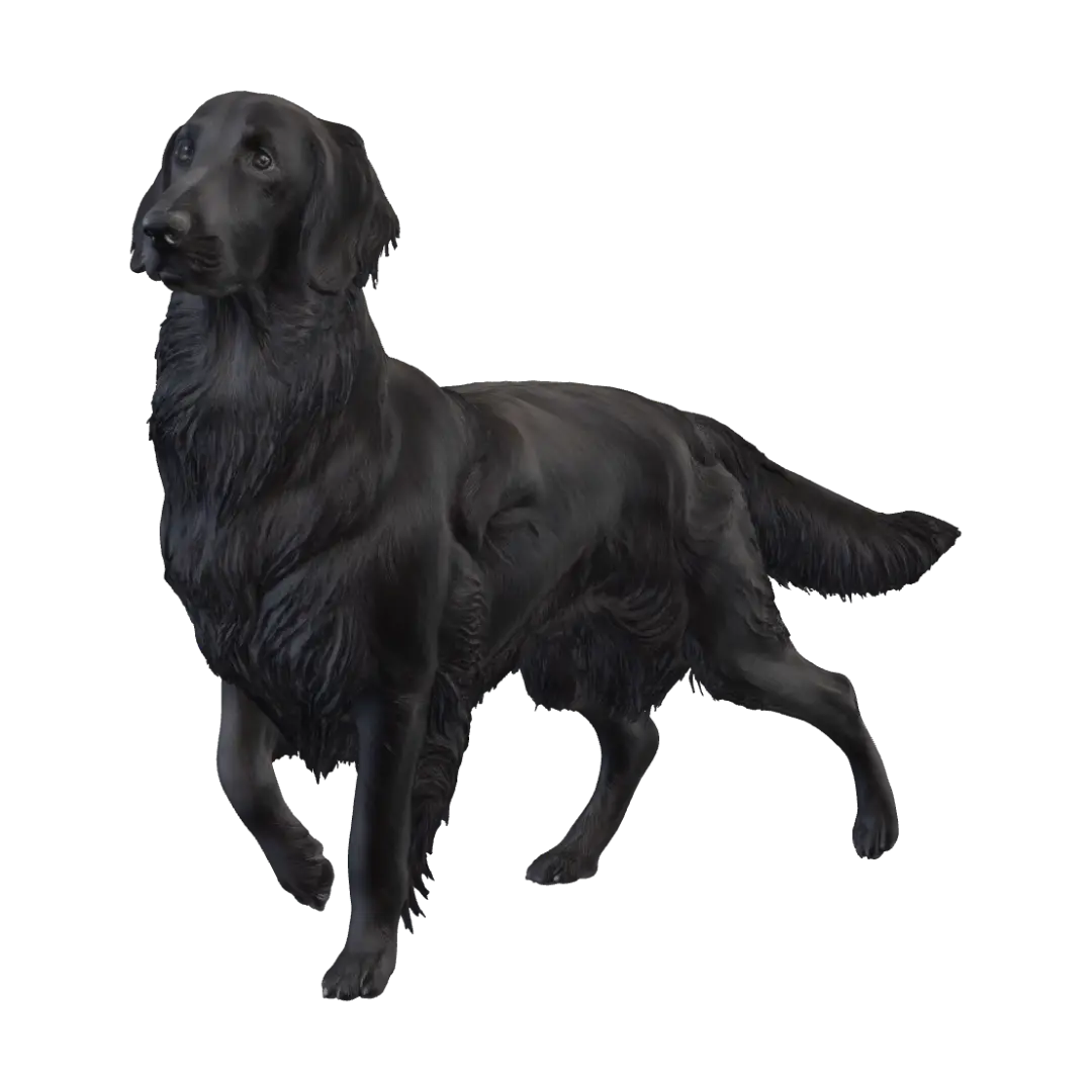 Flatcoated Retriever - Feathered 3D model, vytvořený pomocí AI