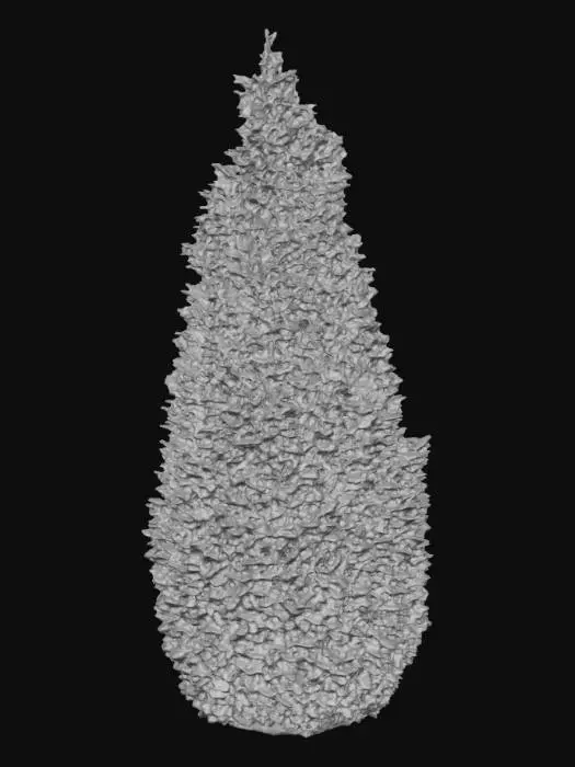 3D model for evergreen cypress
