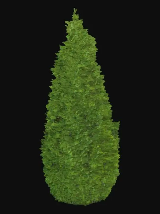 3D model for evergreen cypress