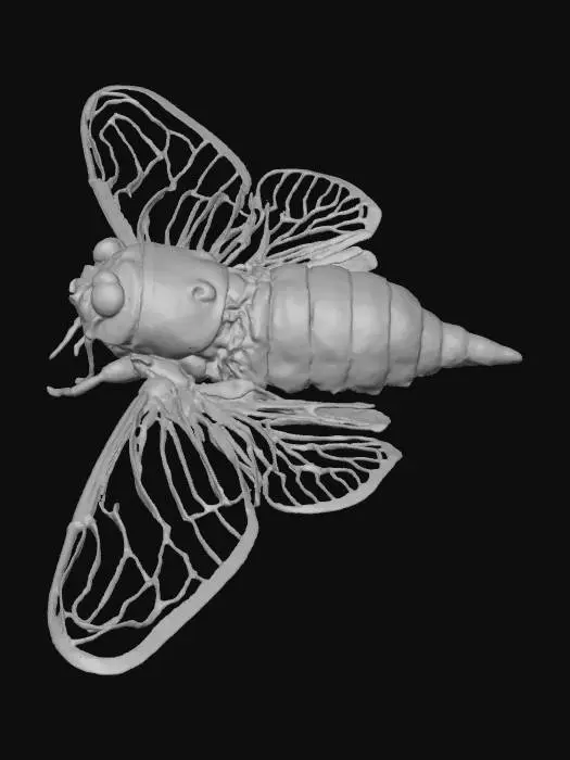 3D model for Cicada Elegance