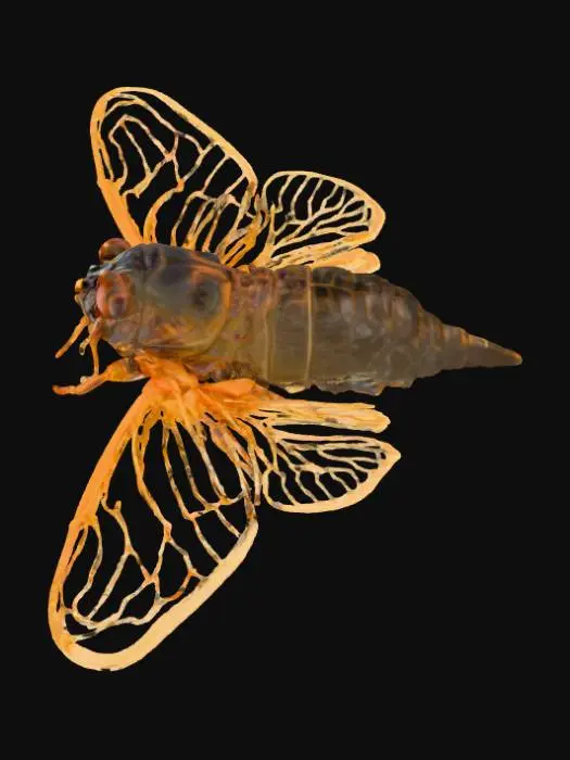 3D model for Cicada Elegance