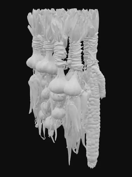 3D model for Create a high-detail 3D model of hanging braids of vegetables, as seen in rustic kitchens or harvest markets. Include braided natural twine or dried stems holding together a mix of vegetables such as garlic bulbs, red onions, chili peppers, and dried corn. The vegetables should appear dried or partially cured, with papery skins, slight imperfections, and rich, natural colors (deep purples, earthy reds, sun-warmed yellows). Arrange the braid vertically, with layers that vary slightly in size and orientation for a natural, handcrafted feel. The lighting should emphasize texture and color depth, with soft shadows that enhance the realistic, homely appearance.