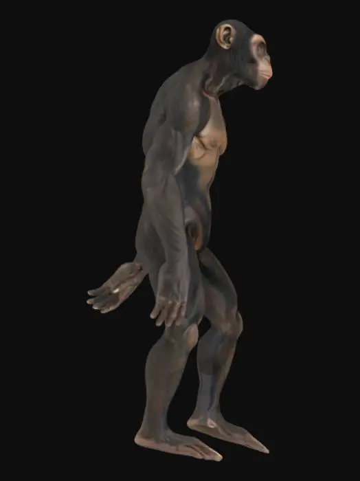 3D model for an A posed model of a hyper realistc austhralopitecus with muscular and monkey like body and proportions, hands and feet in neutral A pose and fingers spread out, very realistic face with neutral expression