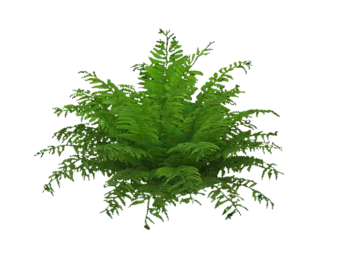 3D-модель Big tropical jungle fern plant - Foliage, згенерована ШІ