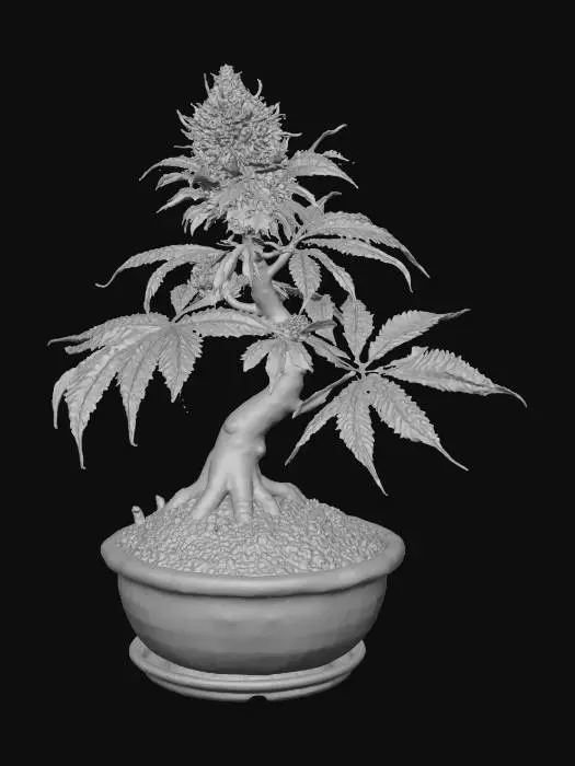 3D model for Small cannabis plant in a bonsai pot