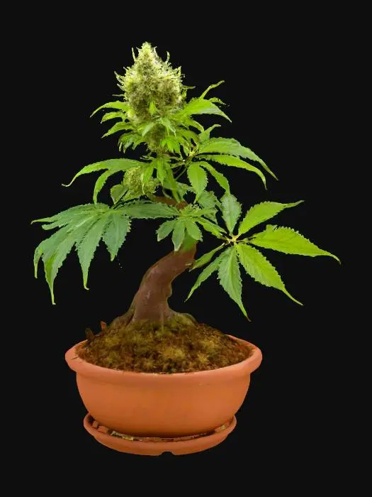 3D model for Small cannabis plant in a bonsai pot