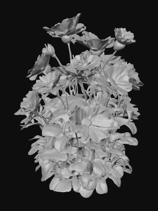 3D model for papaver somniferum shrub