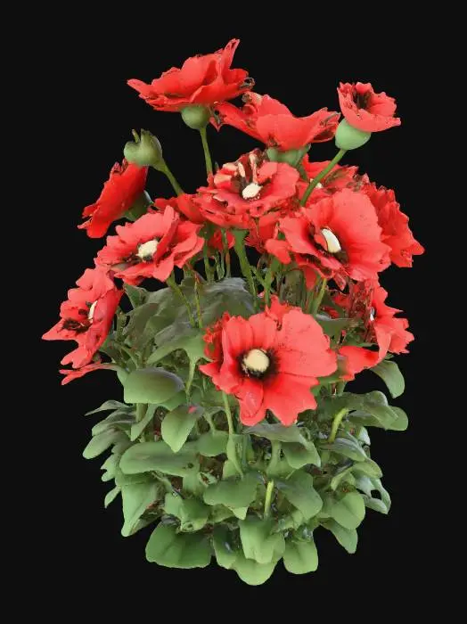 3D model for papaver somniferum shrub