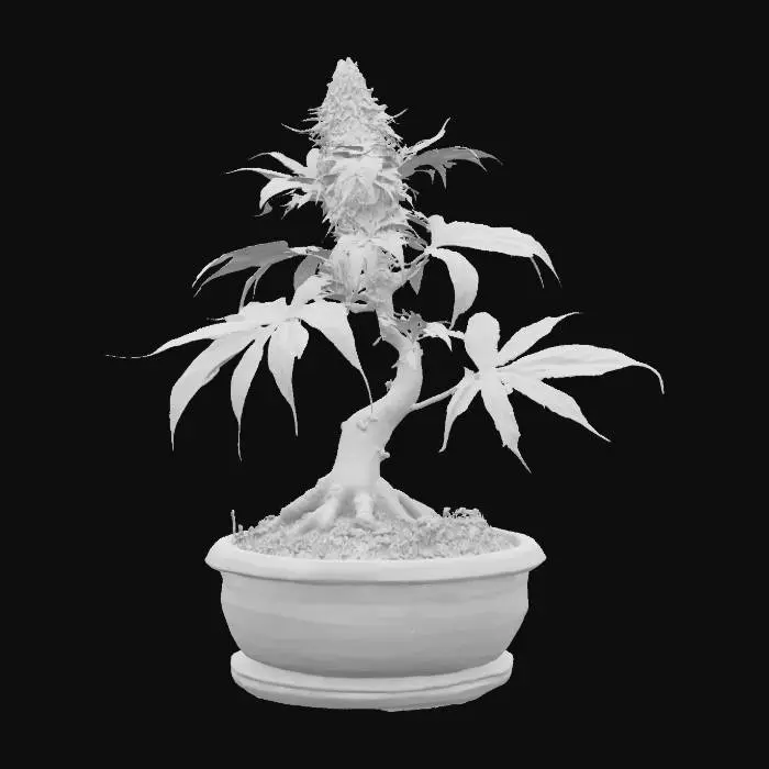 3D model for Small cannabis plant in a bonsai pot
