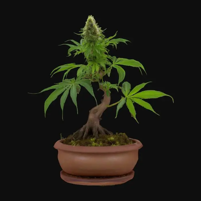 3D model for Small cannabis plant in a bonsai pot