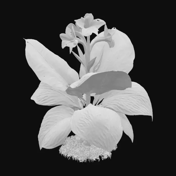 3D model for Tropical Blossom