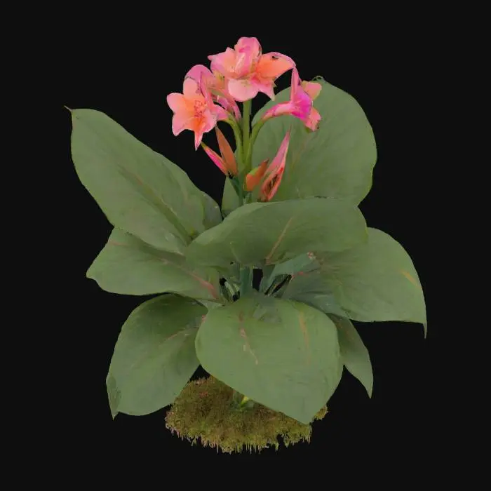 3D model for Tropical Blossom