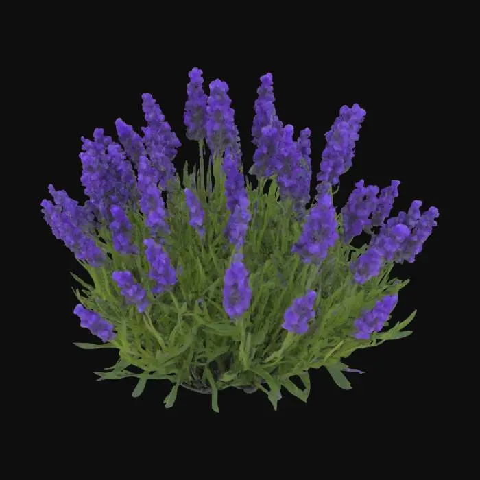 3D model for Lavender Elegance