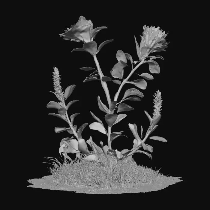 3D model for Arid Flowers