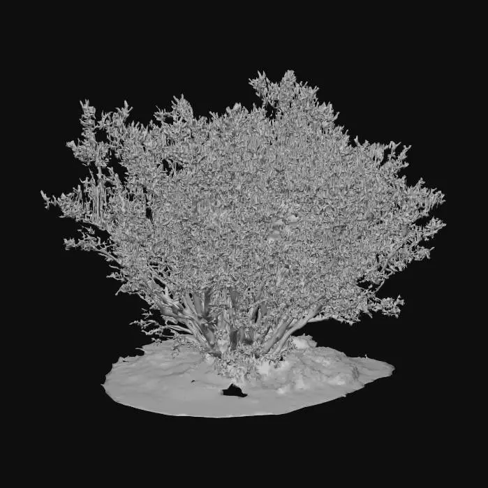 3D model for Arid Shrub