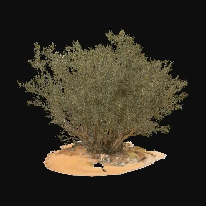 3D model for Arid Shrub