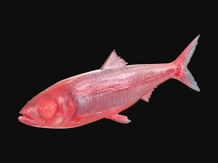 3D model for Fish