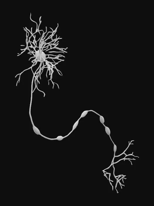 3D model for Neuron Structure Illustration
