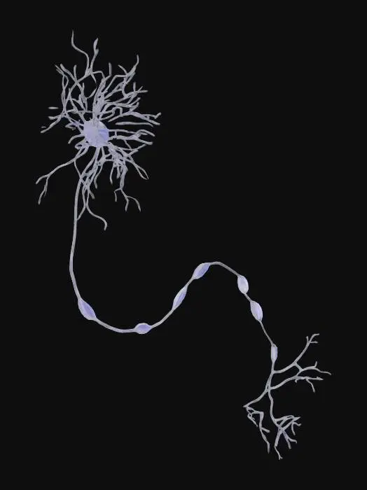 3D model for Neuron Structure Illustration