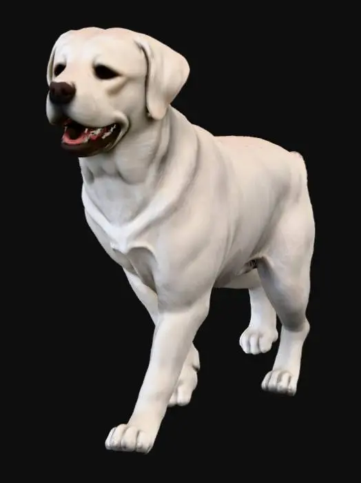 3D model for I want a 3d model of A white a "English  Standard" Labrador Retriver Standing