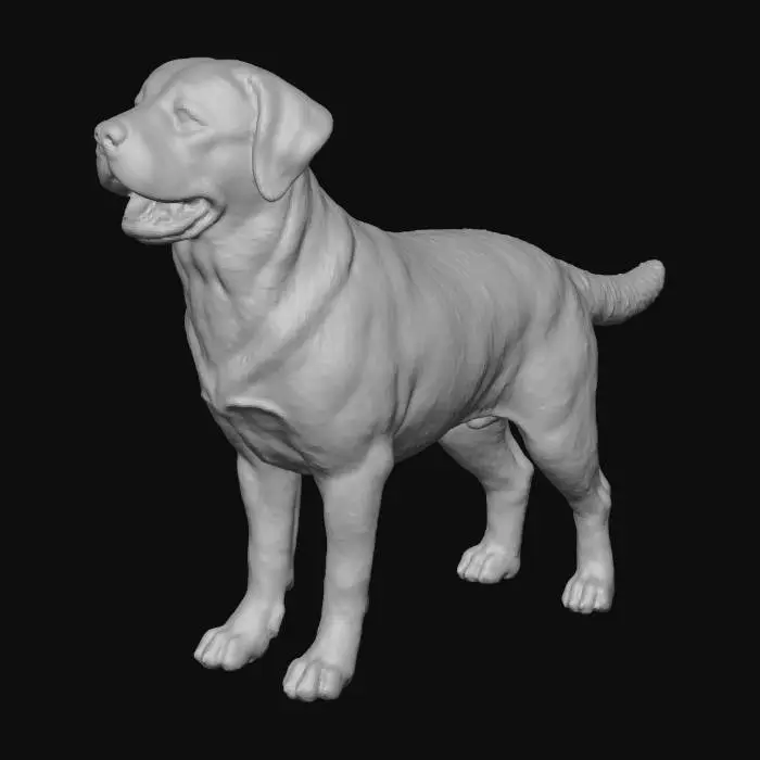 3D model for I want a 3d model of A white a "English  Standard" Labrador Retriver Standing