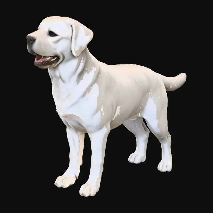 3D model for I want a 3d model of A white a "English  Standard" Labrador Retriver Standing