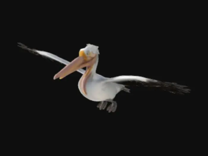 3D model for Animated flying Pelican