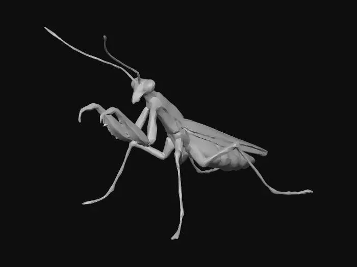 3D model for mantis