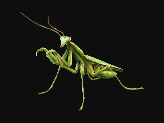 3D model for mantis