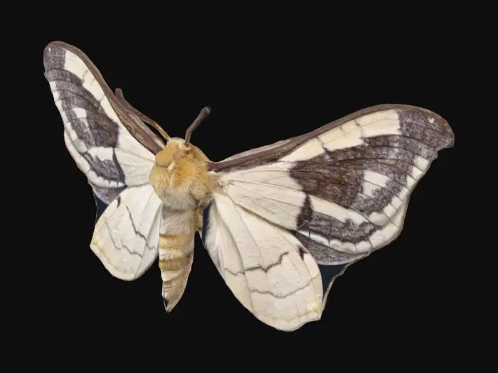 3D model for polilla