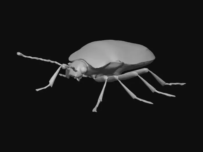 3D model for chinche