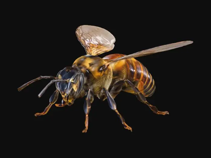 3D model for bee