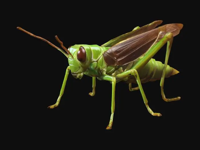 3D model for grasshopper