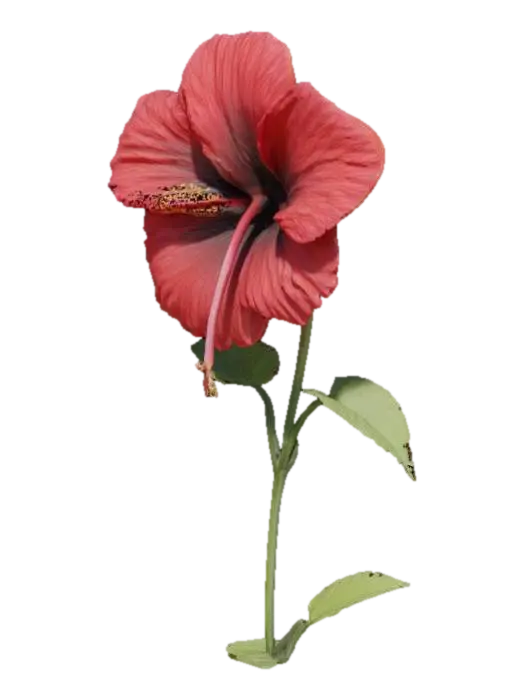 hibiscus, single flower, with tall stem well detailed 3D model, vytvořený pomocí AI