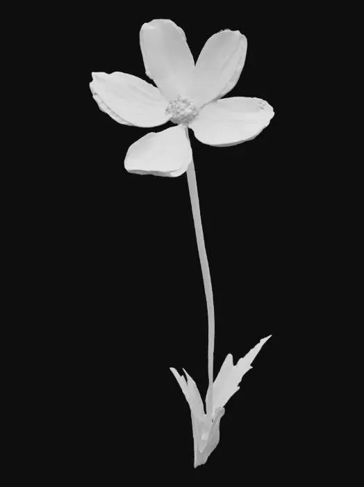 3D model for buttercup, flower, with tall stem well detailed