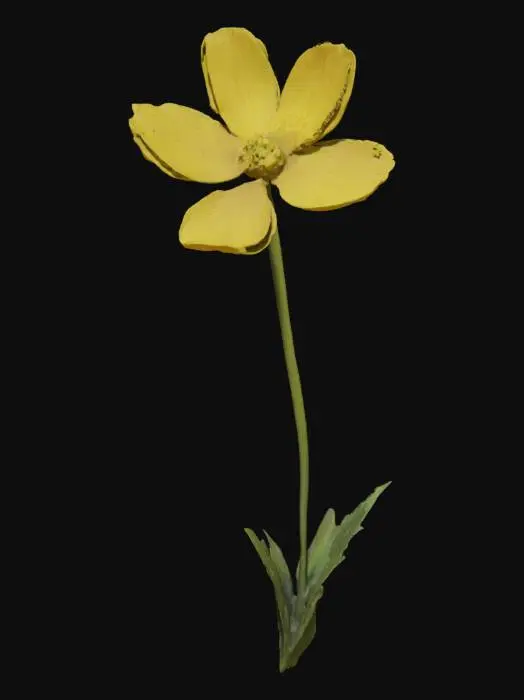 3D model for buttercup, flower, with tall stem well detailed