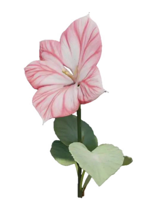 begonia, flower, with tall stem well detailed 3D model, vytvořený pomocí AI