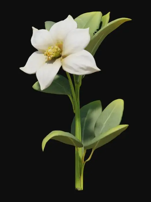 3D model for jasmine, flower, with tall stem well detailed