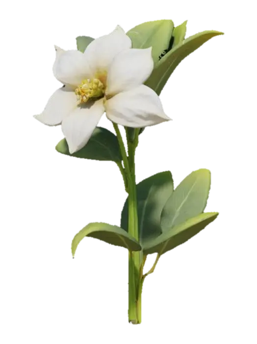 jasmine, flower, with tall stem well detailed 3D model, vytvořený pomocí AI