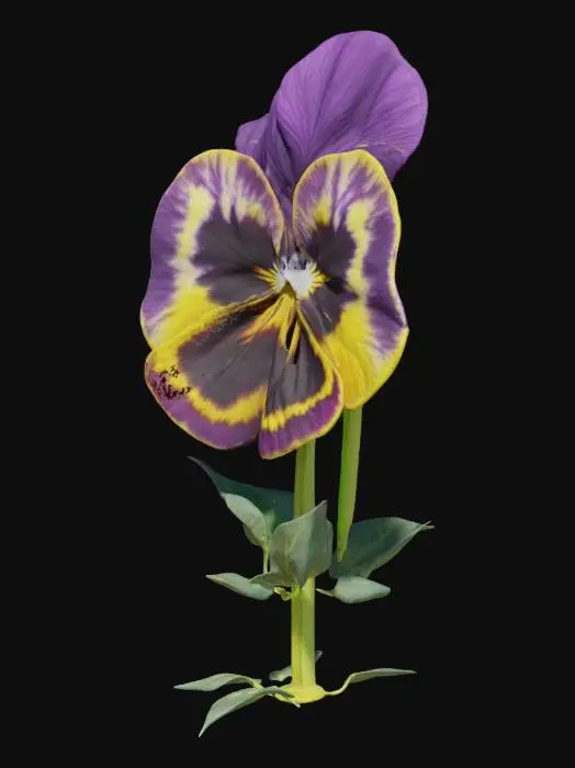 3D model for pansy, flower, with tall stem well detailed