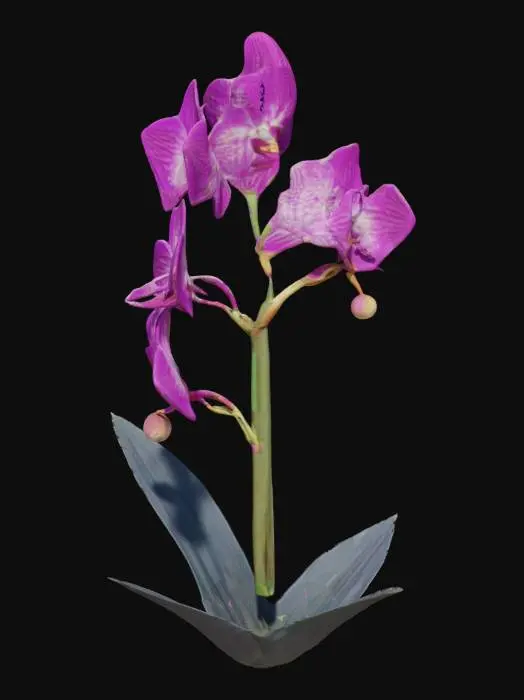 3D model for orchid, flower, with tall stem well detailed