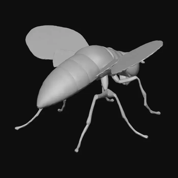 3D model for mosca
