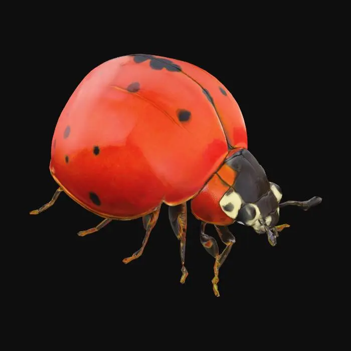 3D model for ladybug