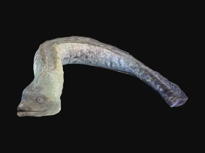 3D model for Eel Elegance