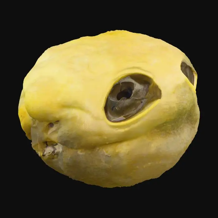 3D model for charles the lemon