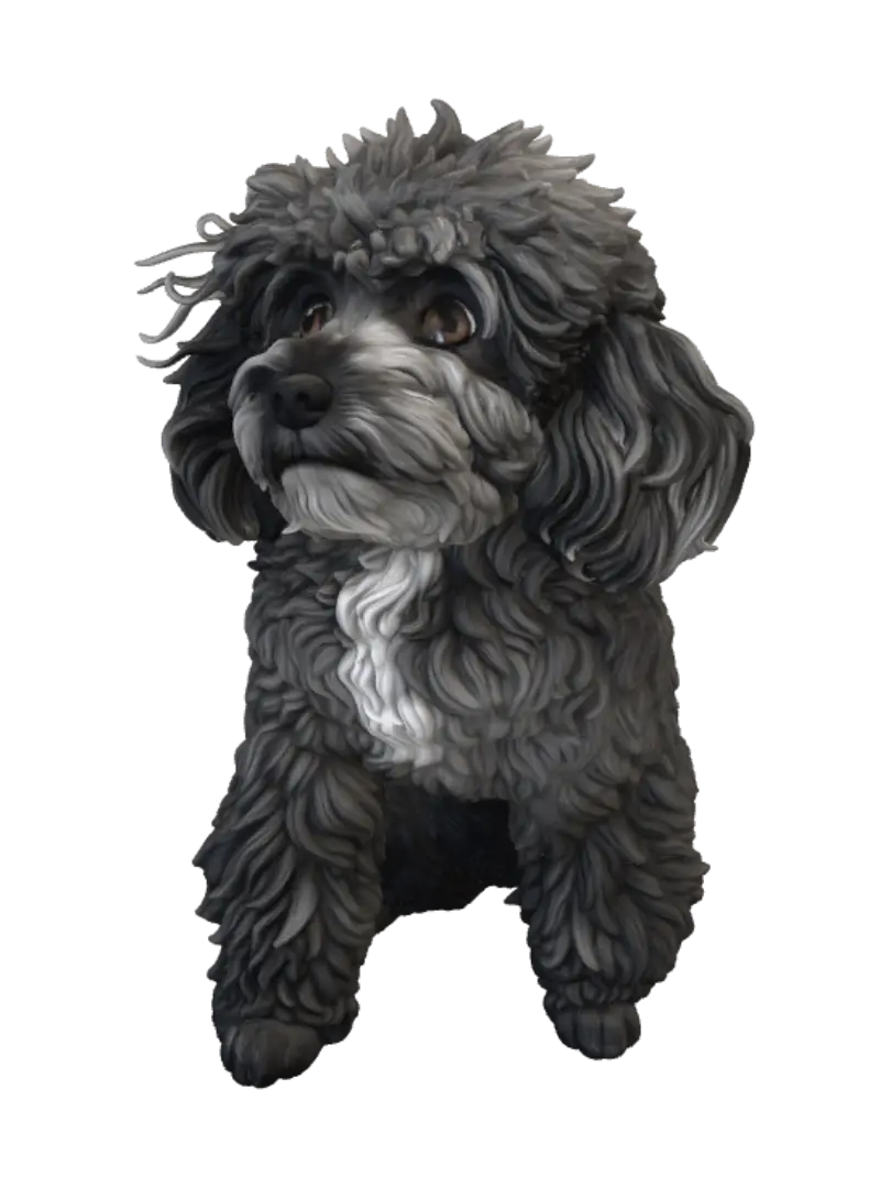 poodle
