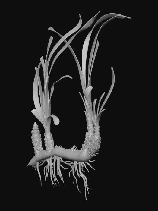 3D model for Posidonia