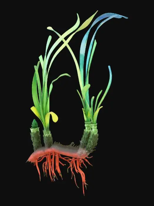 3D model for Posidonia