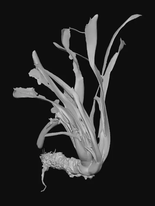 3D model for Decaying Leaves in Nature