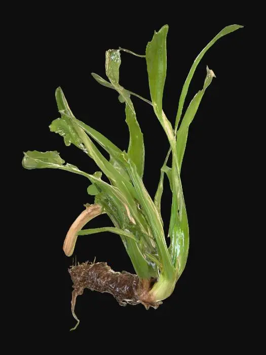 3D model for Decaying Leaves in Nature